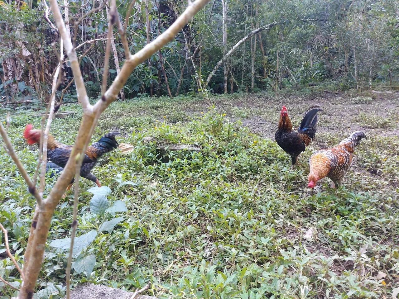 Galo carijo  - Foto 3