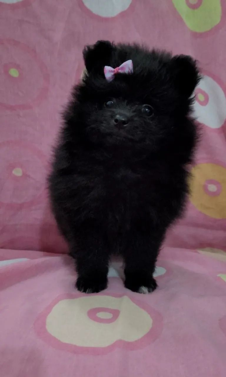 Spitz Alemão  - Foto 4