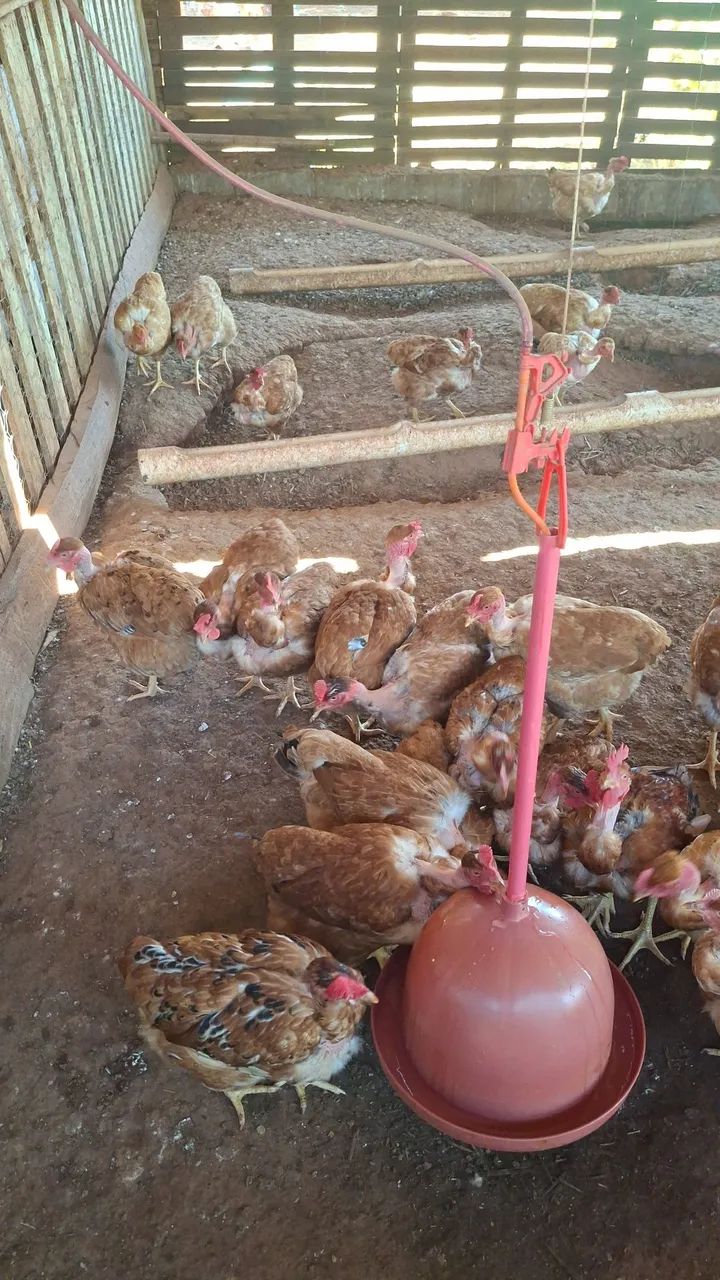 Vende-se  frangos  - Foto 4