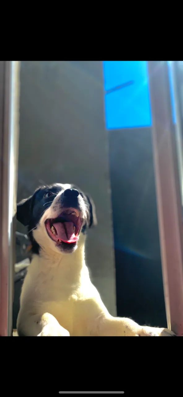 Cachorro de 1 ano e 1 mês ? - Foto 2