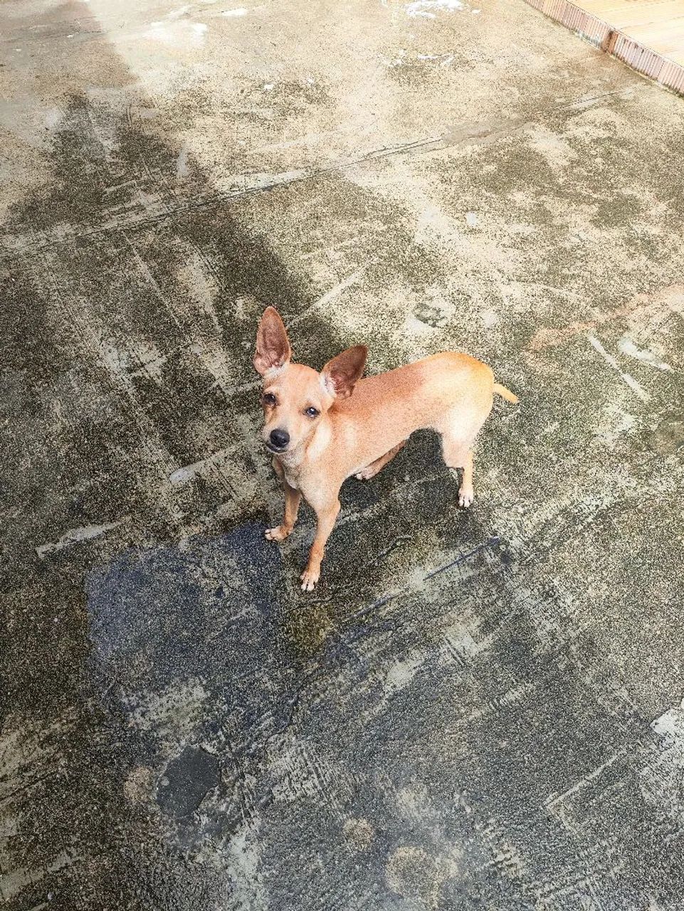 Pinscher 1 - Foto 2