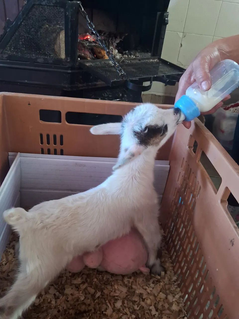 Mine cabra cabrinhas pet 