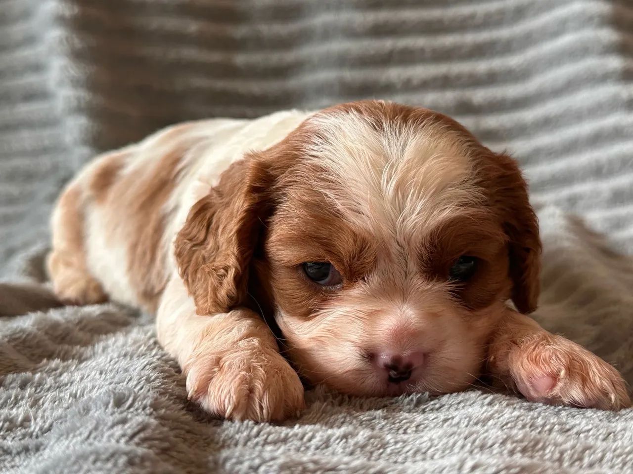 Cavalier charles King Spaniel - Foto 4
