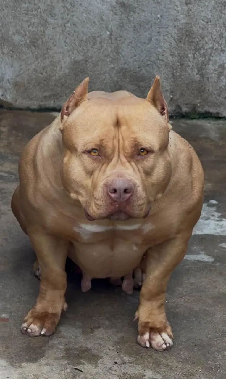 American Bully com Pit Monster  filhotes 
