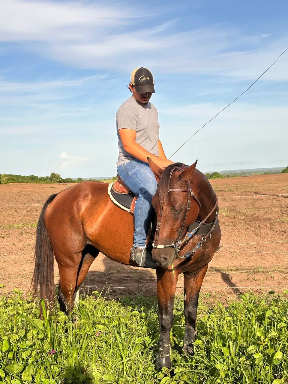 Cavalo - Foto 4