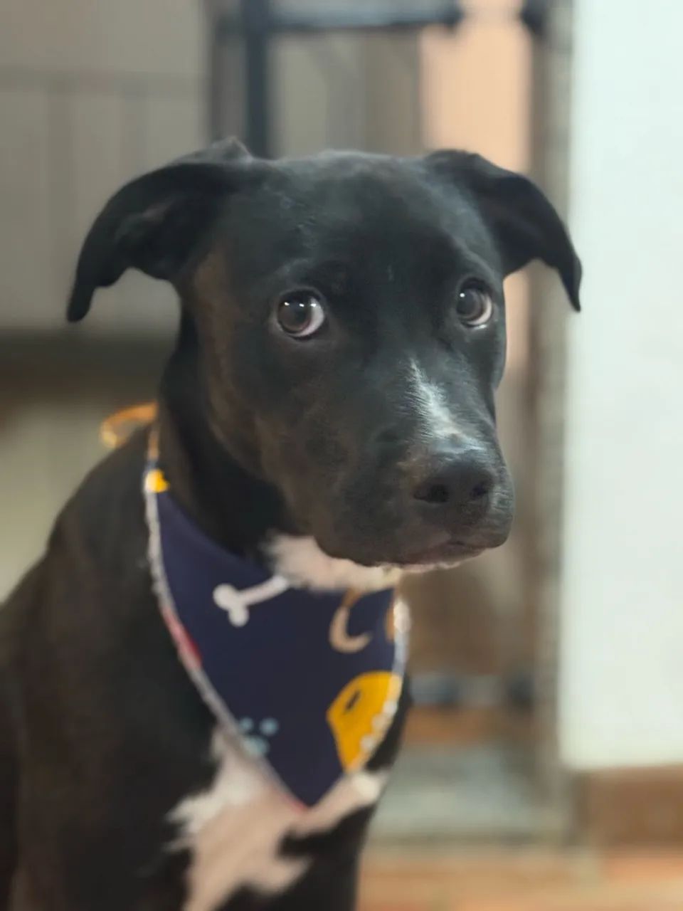 Cachorro adoção  - Foto 5