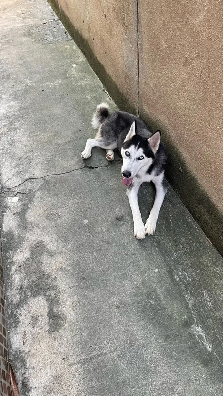 Doação de Husky  - Foto 3