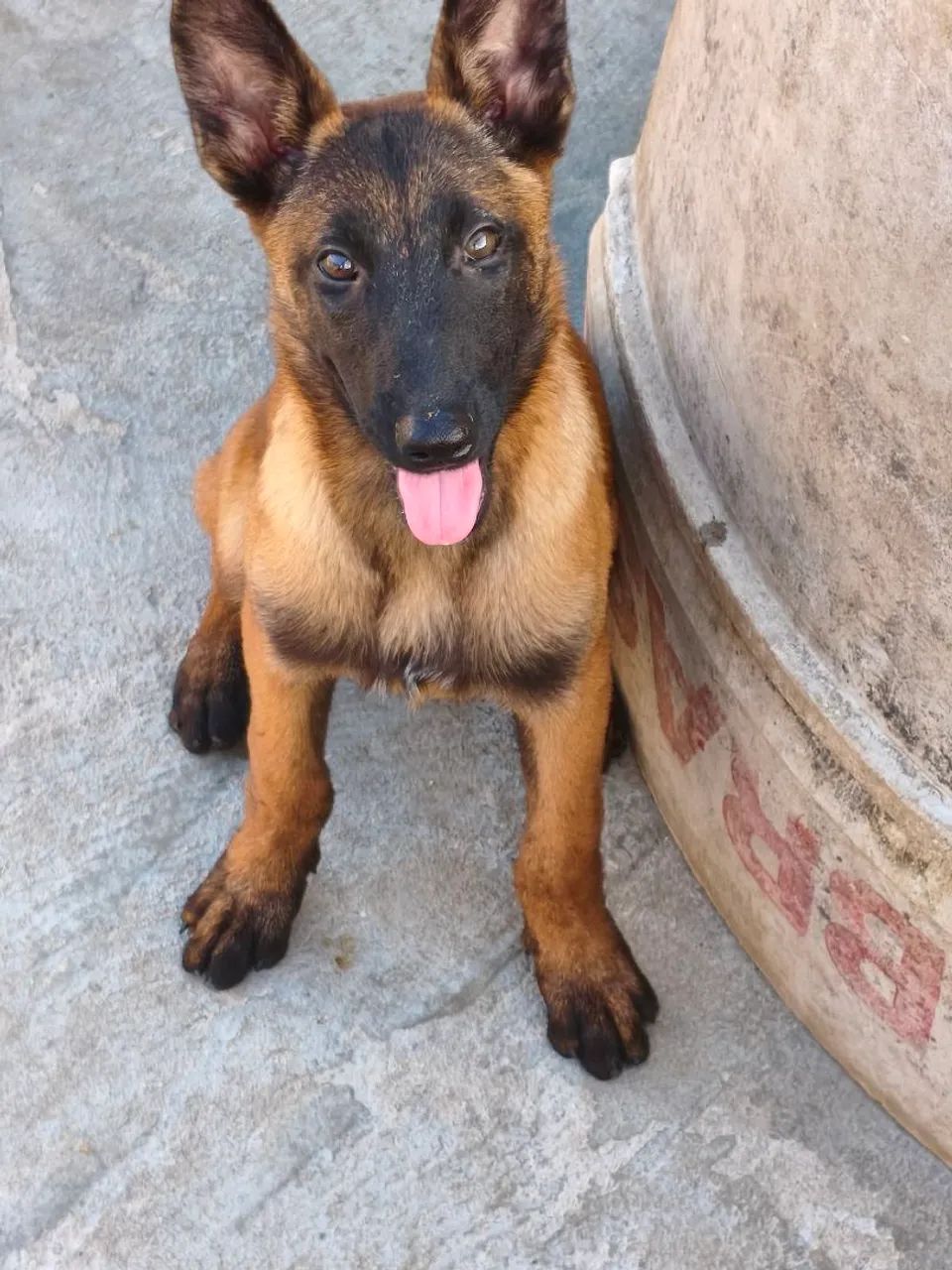 Pastor belga fêmeas CBKC  - Foto 4