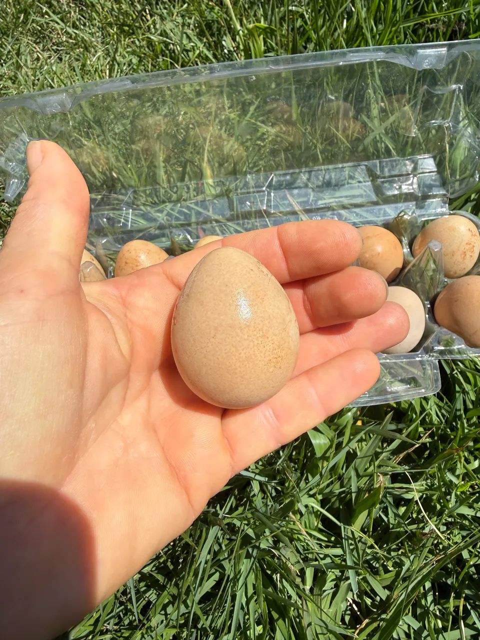 Ovos de galinha d angola 