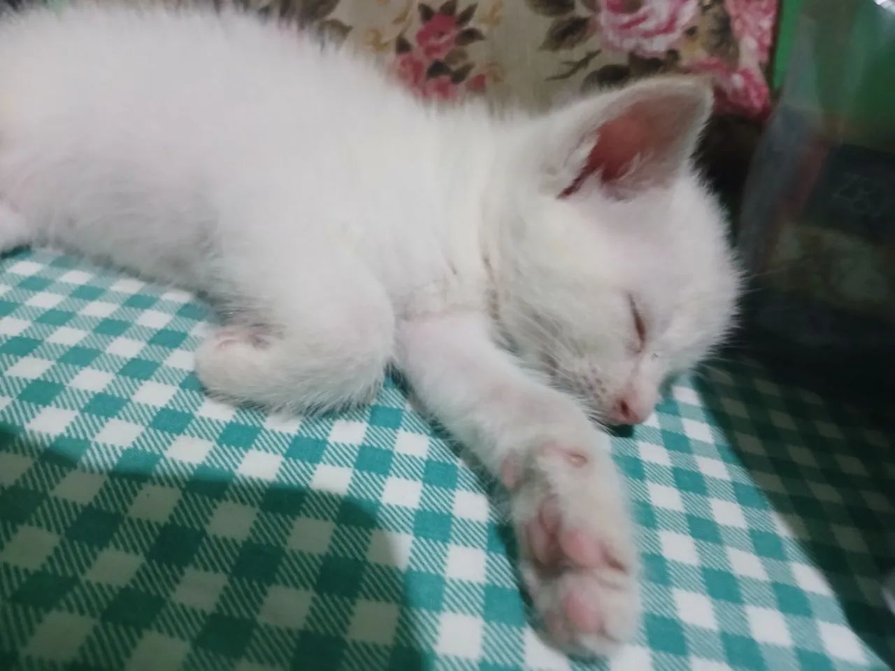 Gato - Foto 2