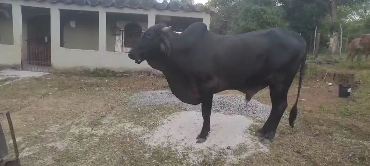 Boi,  vaca e Garrote  - Foto 4