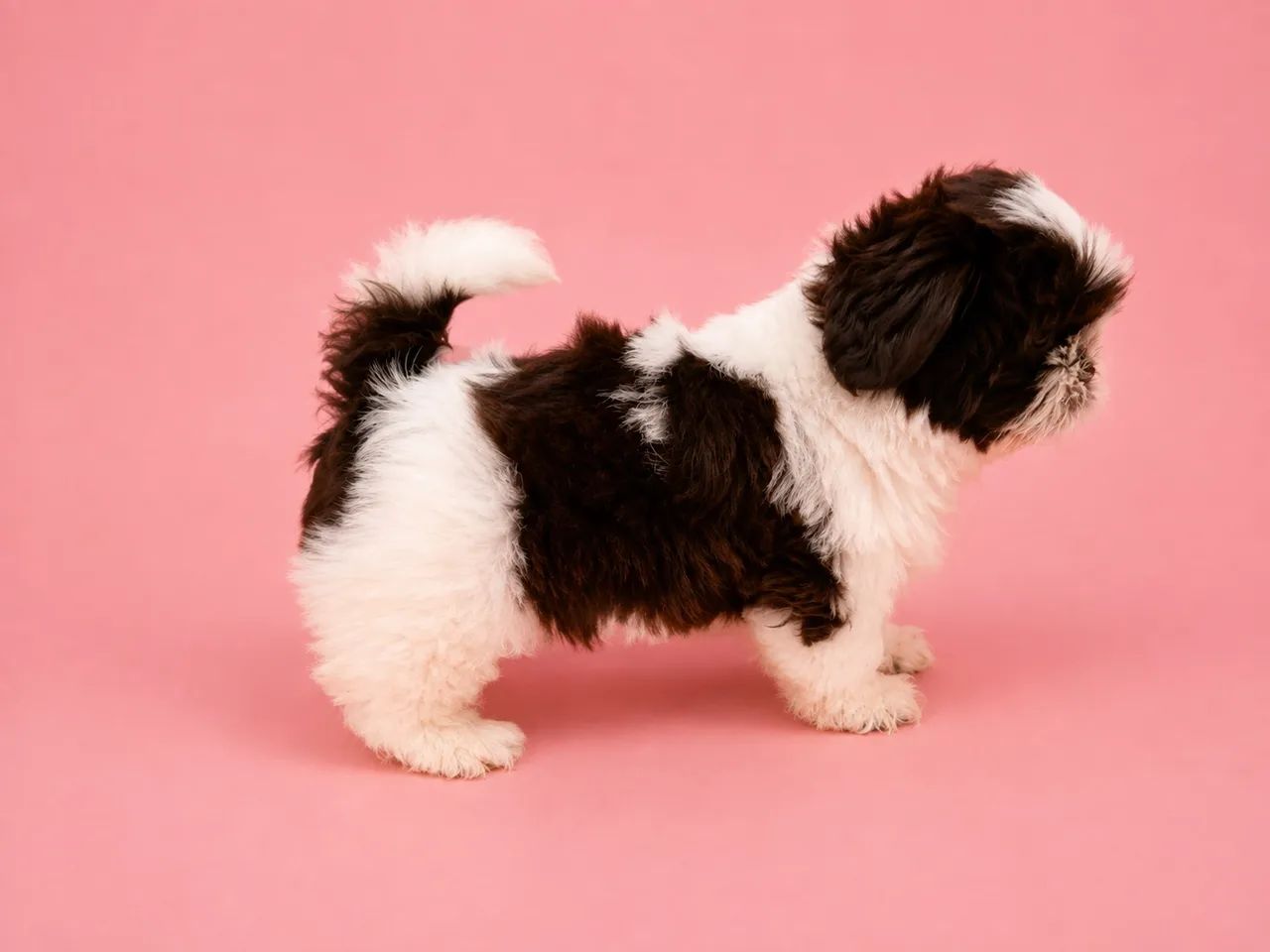 Shihtzu  - Foto 2