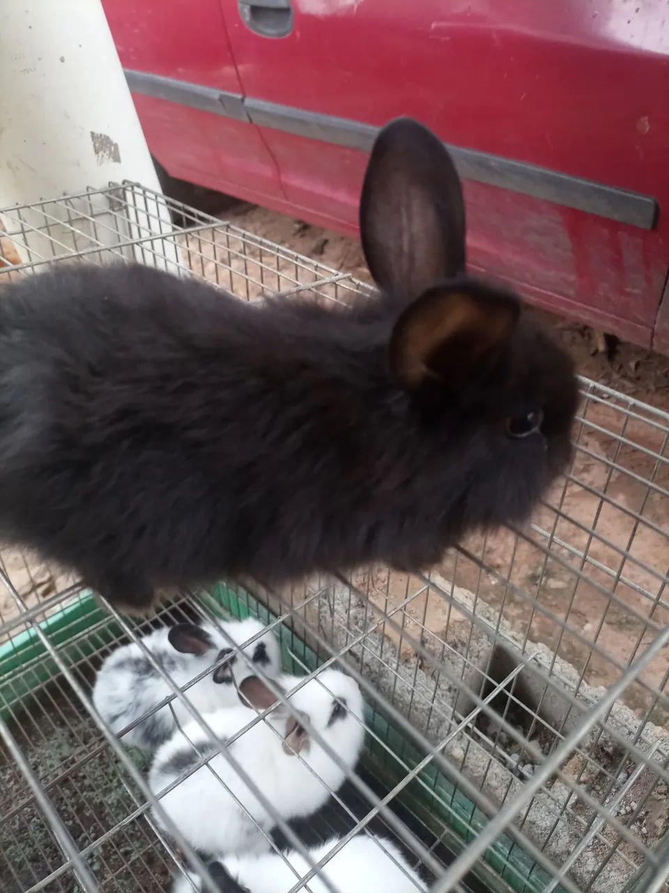 Coelho mini laon 