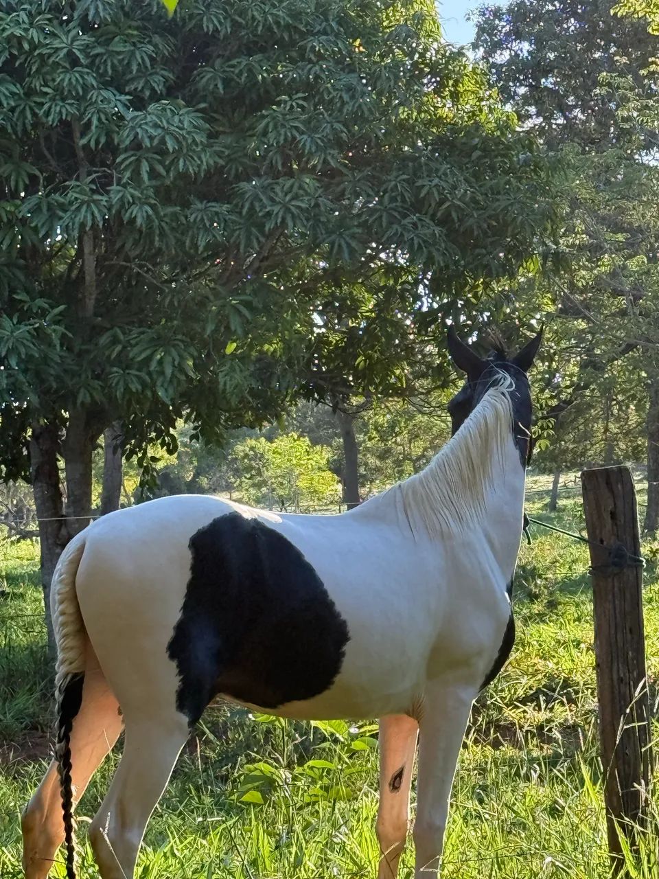 Cavalo Pampa  - Foto 3