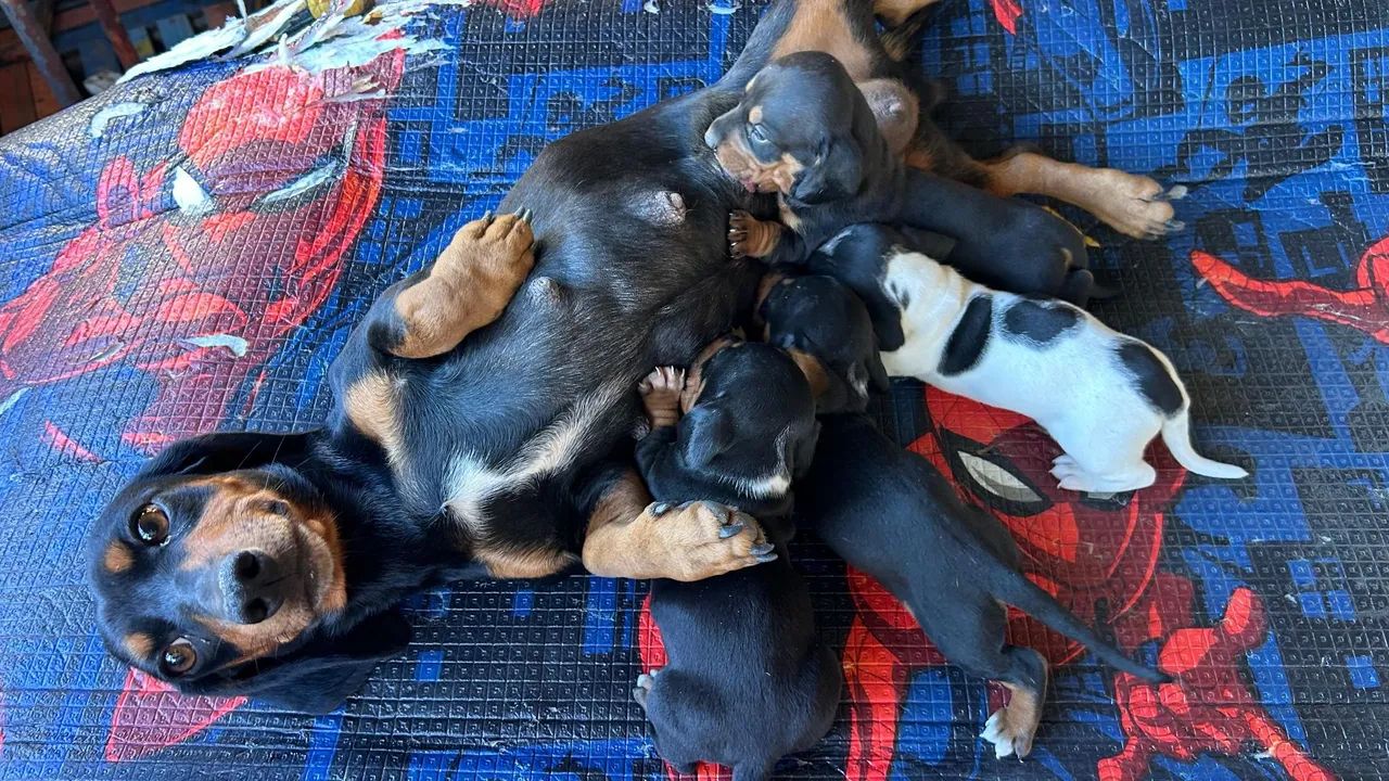 vendo filhotes de salsichinha macho - Foto 2