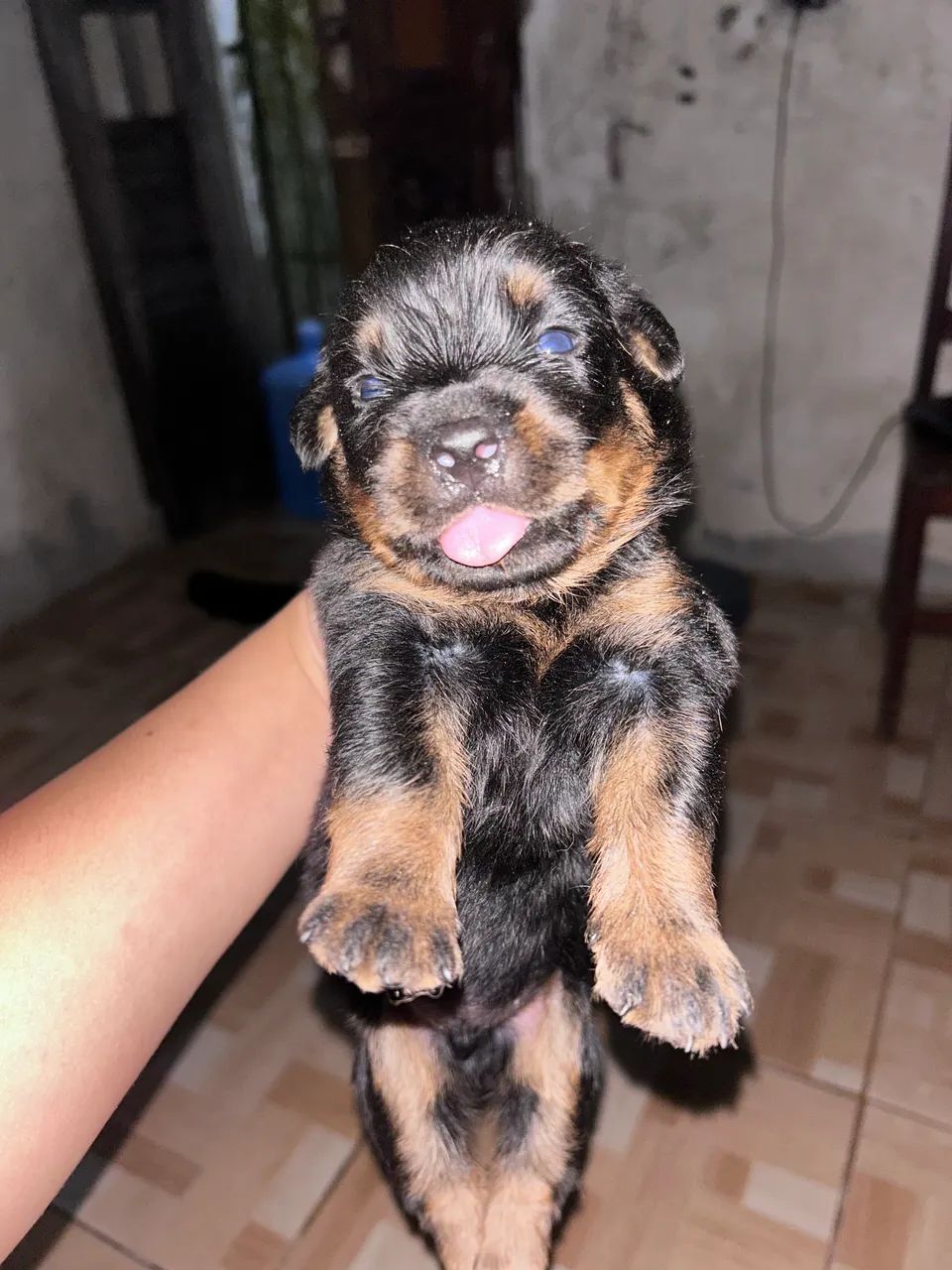 Vendo rottweiler  - Foto 4