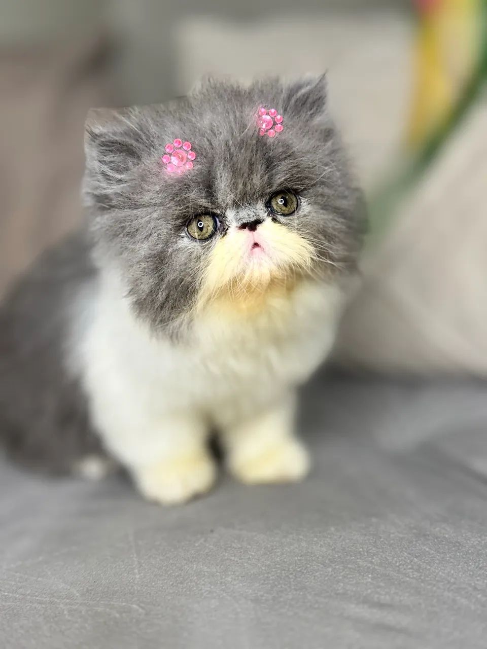 Filhotes gata persa
