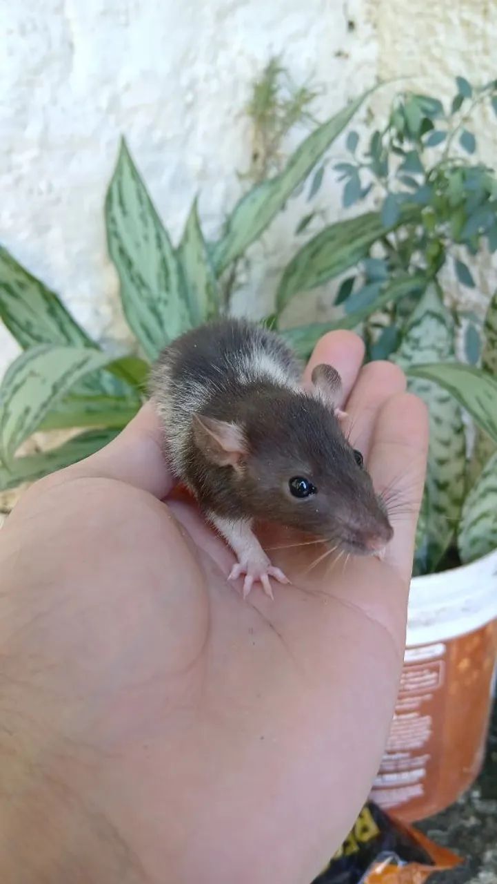 Ratos Twister  - Foto 4