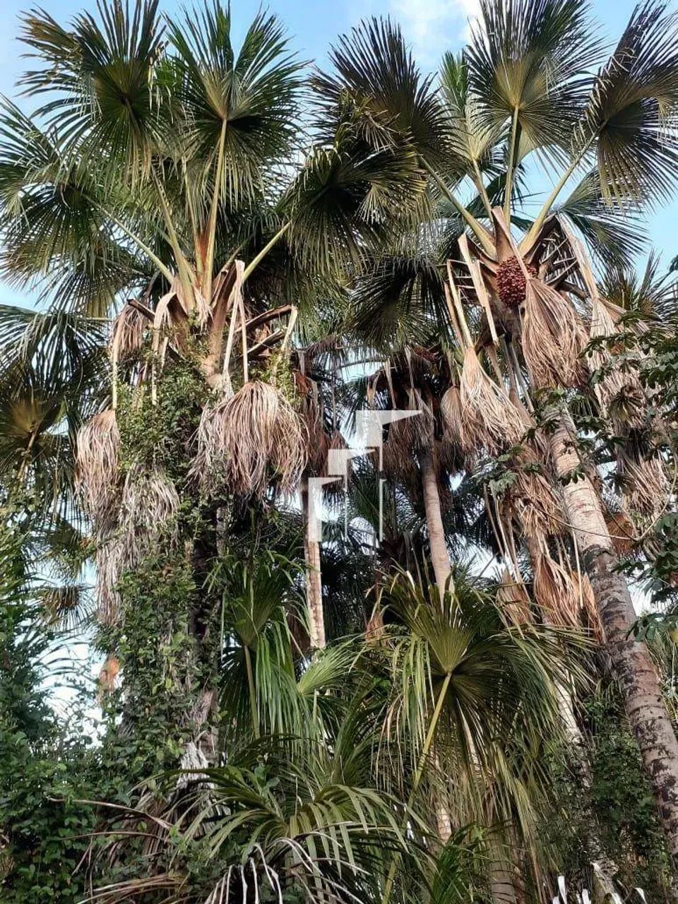 TERRENO À VENDA  NOVA OLINDA | MARANHÃO - Foto 3