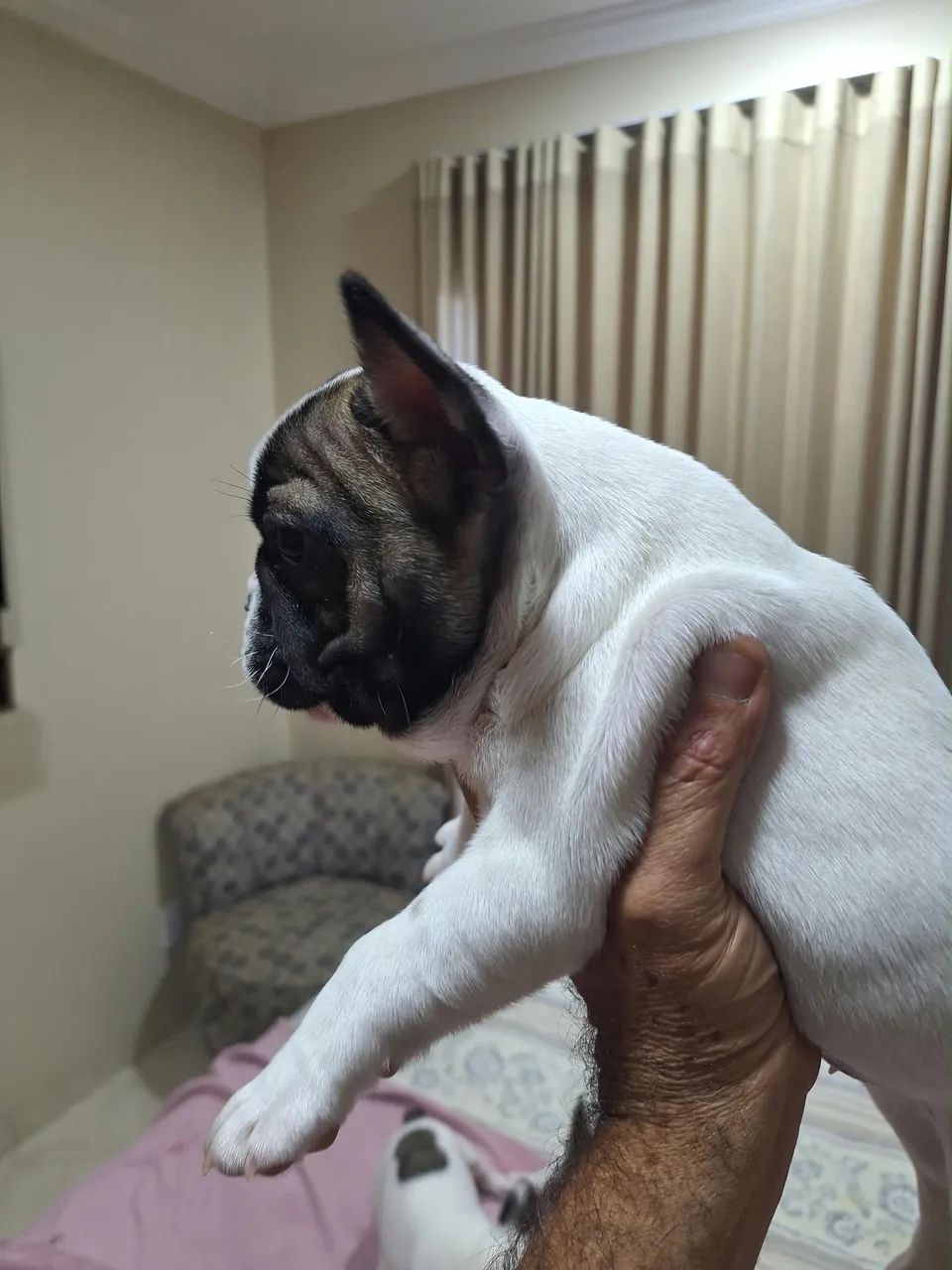Buldog macho - Foto 5