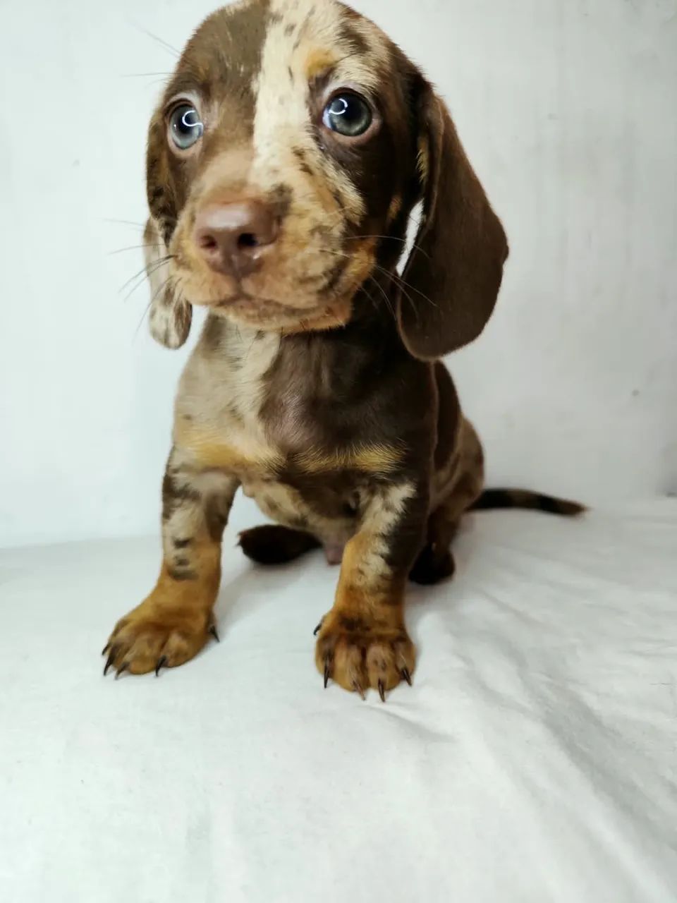 dachunsd - Foto 4