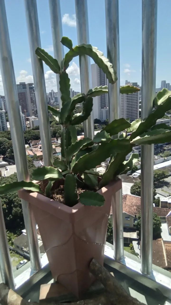 Pytayas em crescimento - Foto 3