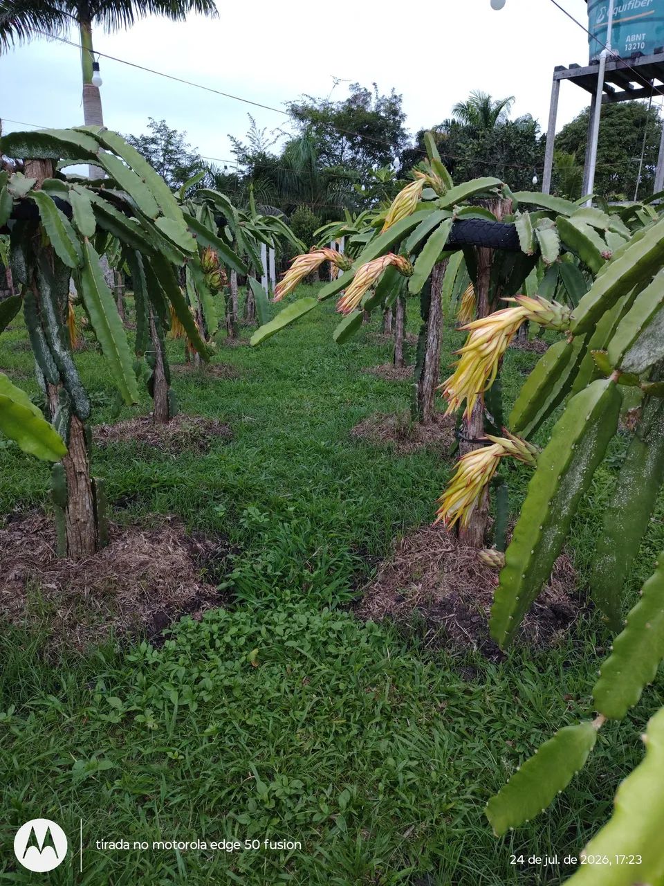 Vendemos mudas de pitaya, prontas para o plantio  - Foto 2