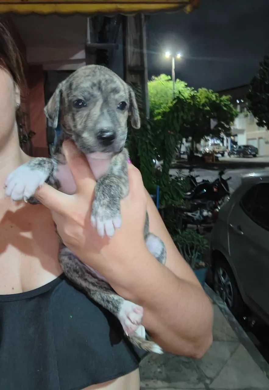 Cachorrinha 