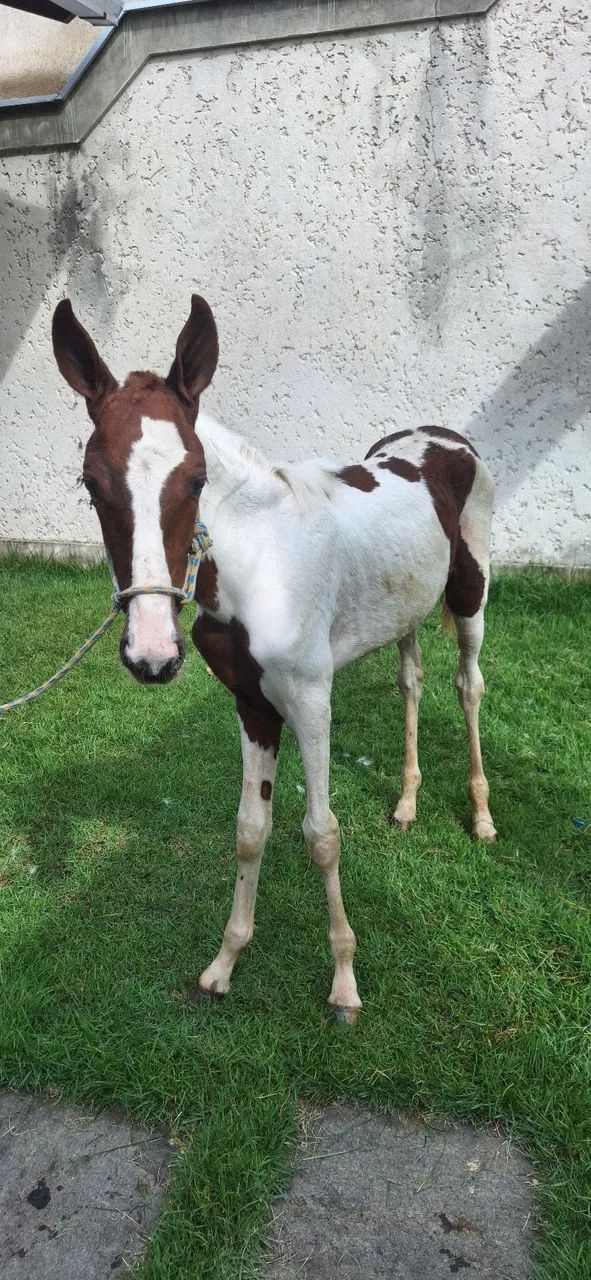 Égua Potra Pampa 4 meses