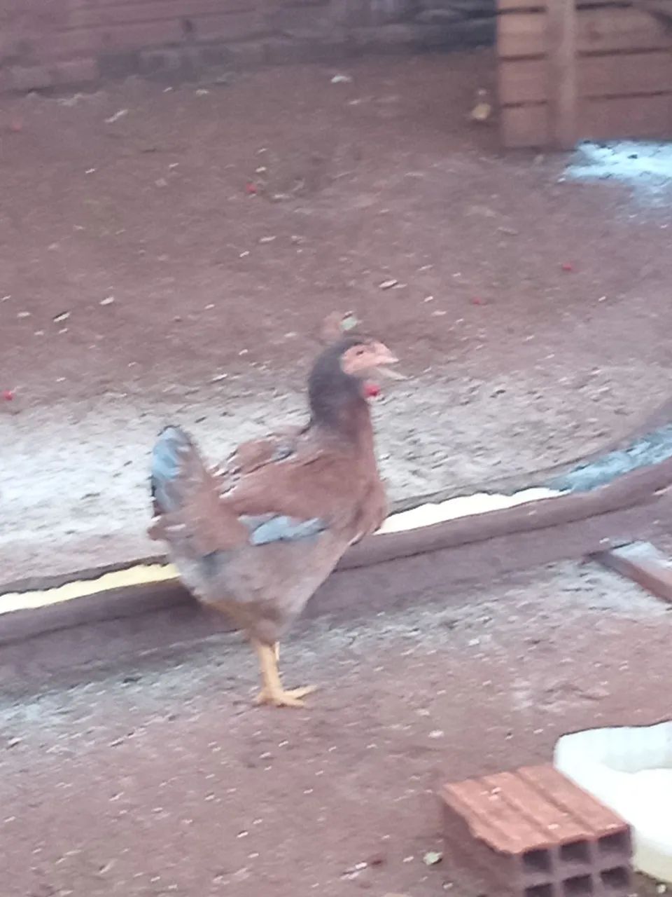 Vendo Galo Mestiço - Foto 5