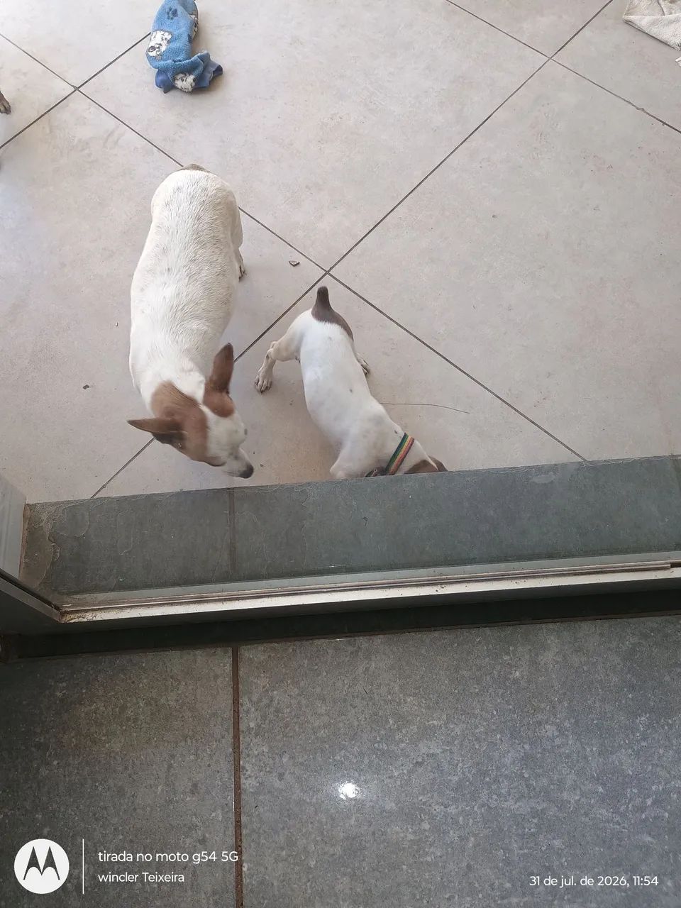 Pinscher 1  - Foto 2