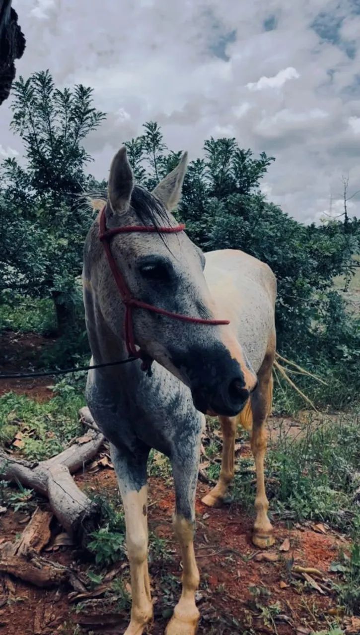 cavalo forte e saudável  - Foto 3