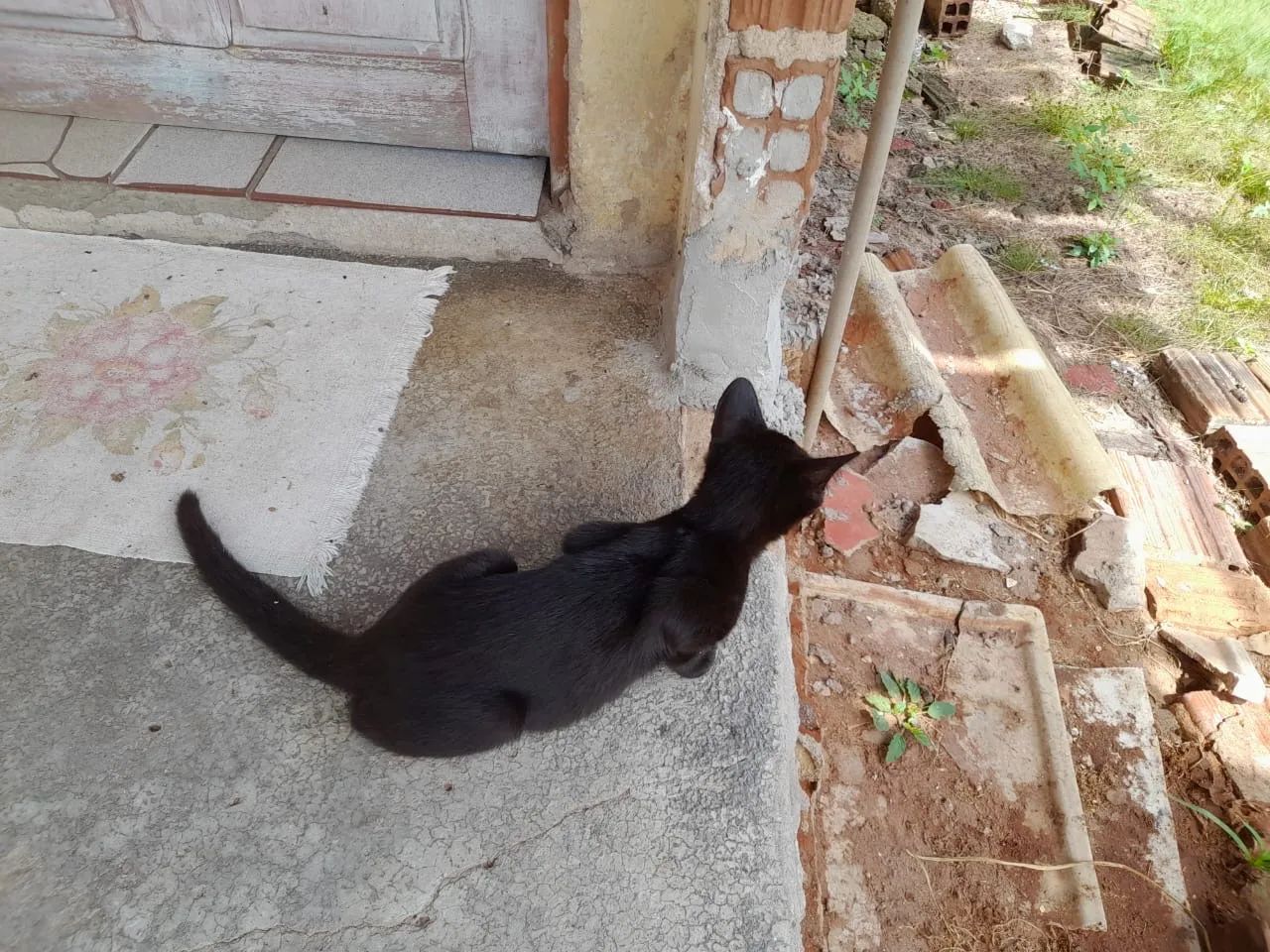 Gatinho disponível para adoção  - Foto 2