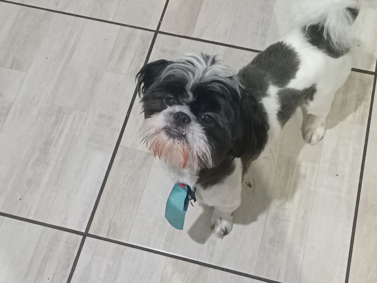 PROCURAMOS UMA NAMORADA  - Foto 3