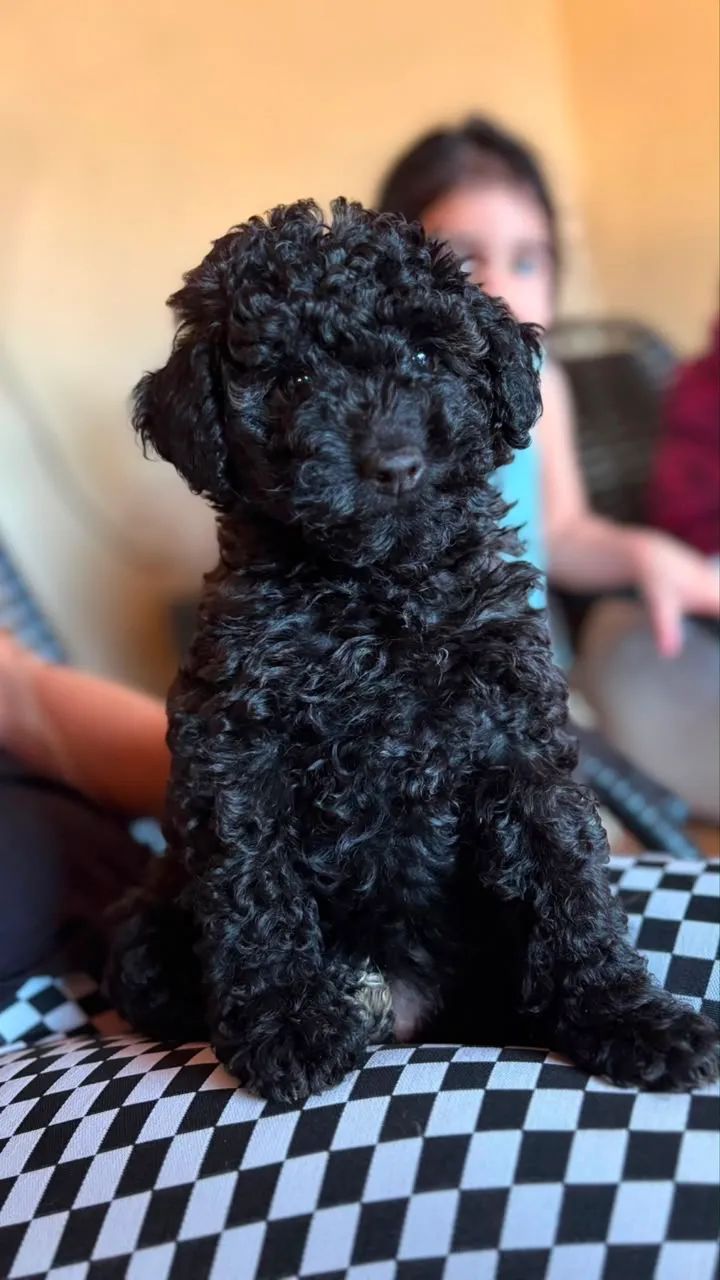 Filhotes de poodle  - Foto 4