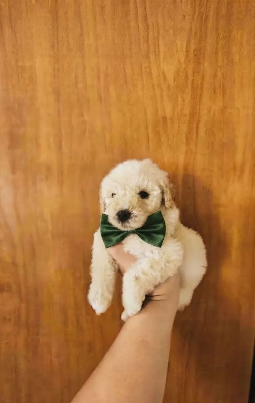 Filhotes de Poodle Toy Macho - Foto 2