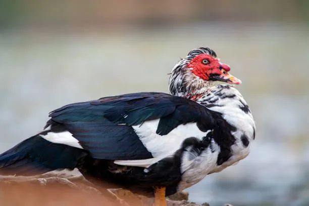 Vendo galinhas e patos  - Foto 2