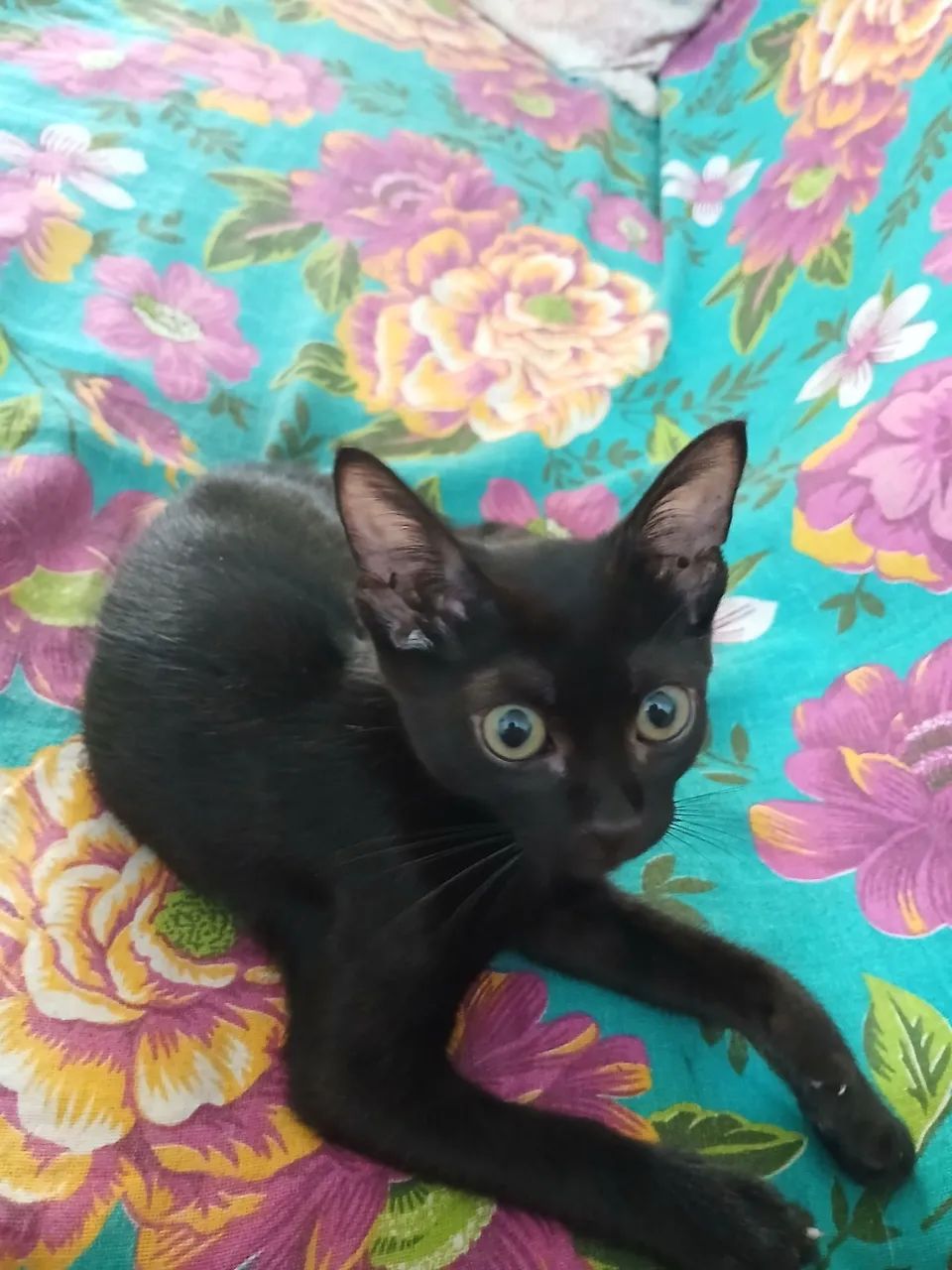 Gato filhote raça bombaim - Foto 2