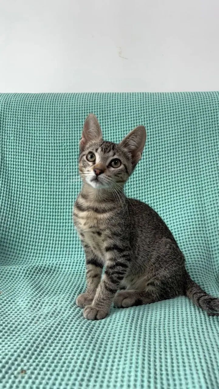 João e Sofia procuram um lar - Foto 5