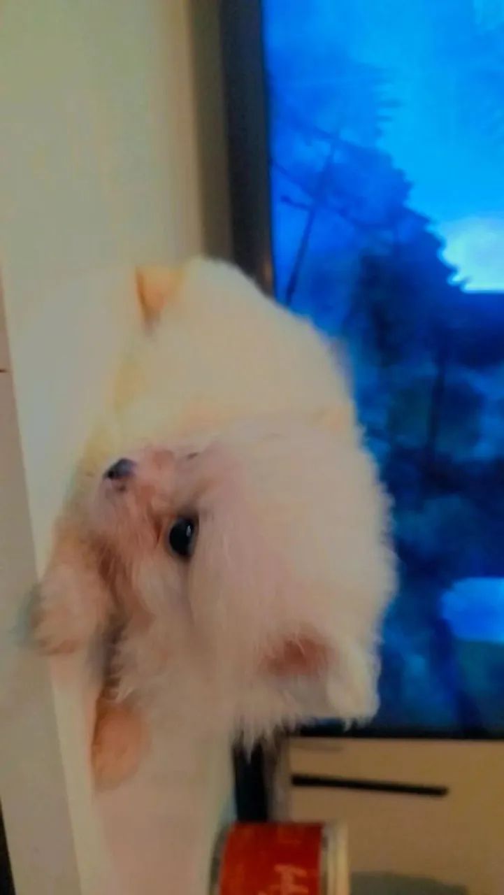 Spitz alemão macho  - Foto 5
