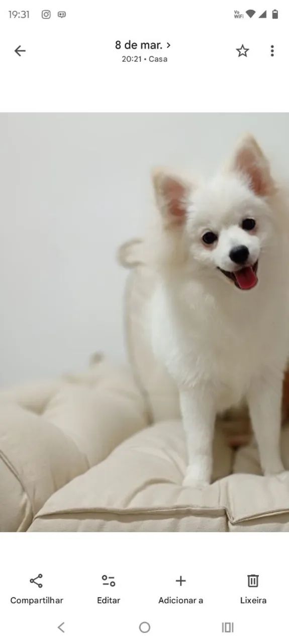 Cãozinho splitz alemão macho 