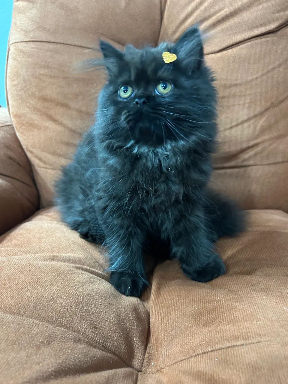 Persa fêmea - Foto 2