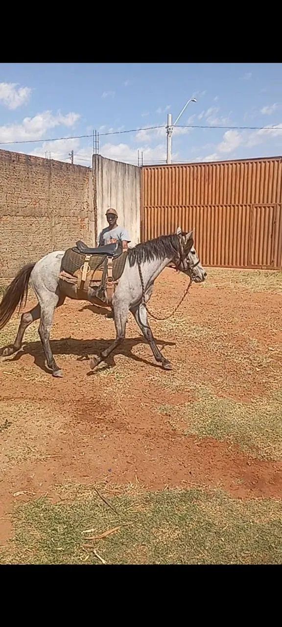 Égua a venda  - Foto 2
