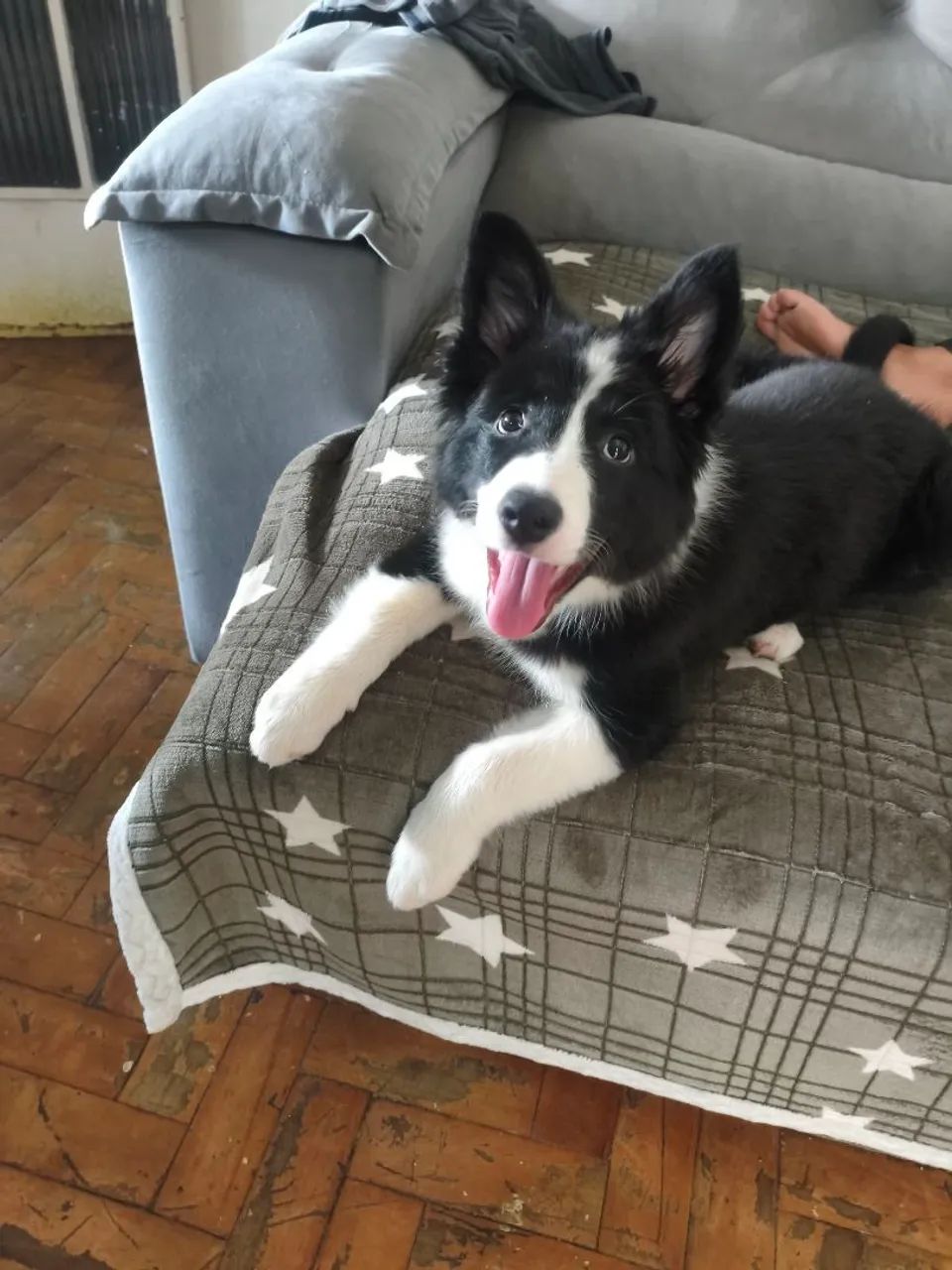 Border collie  - Foto 3