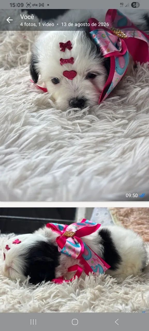 Pet amor ?  - Foto 5
