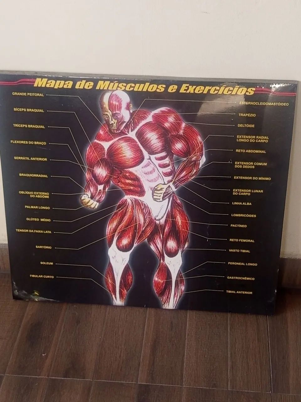 Quadro decorativo anatomia humana 
