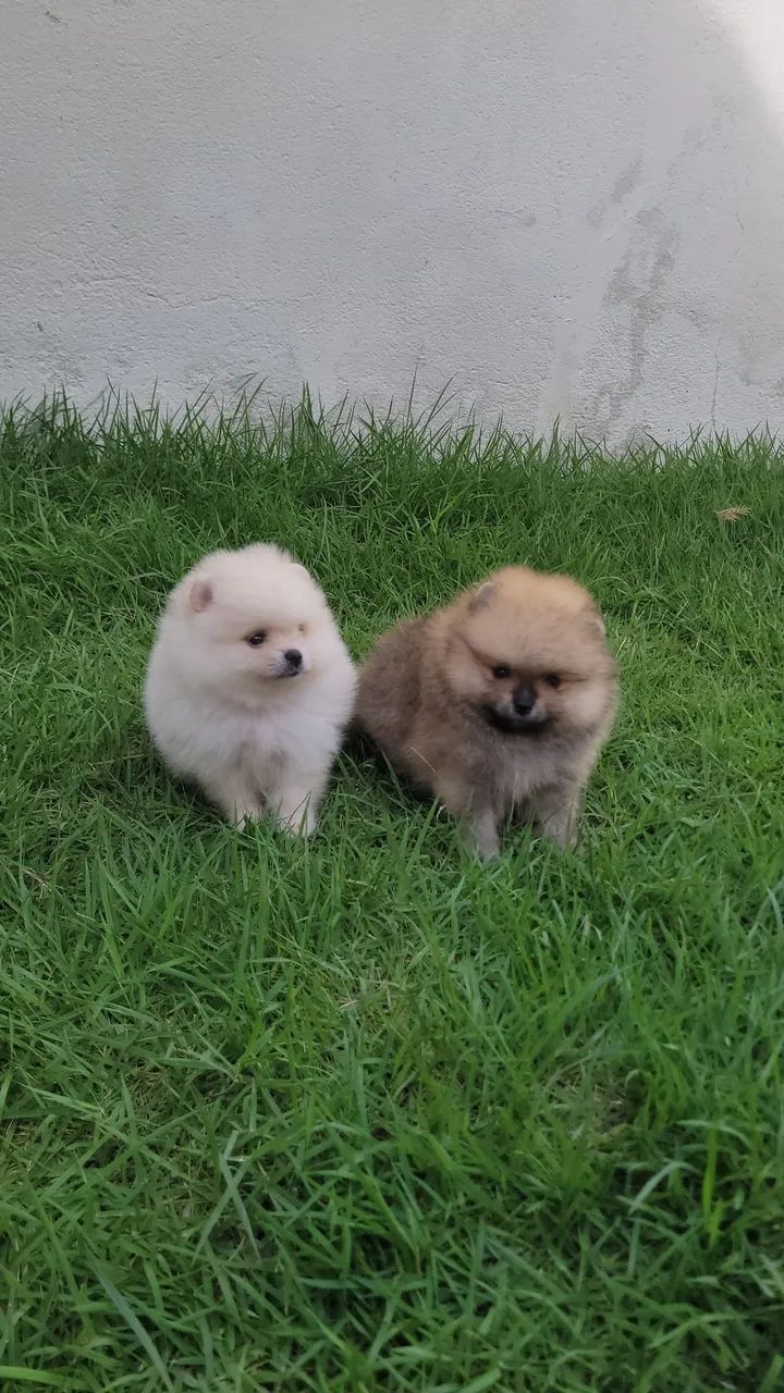 Spitz Alemão  - Foto 2