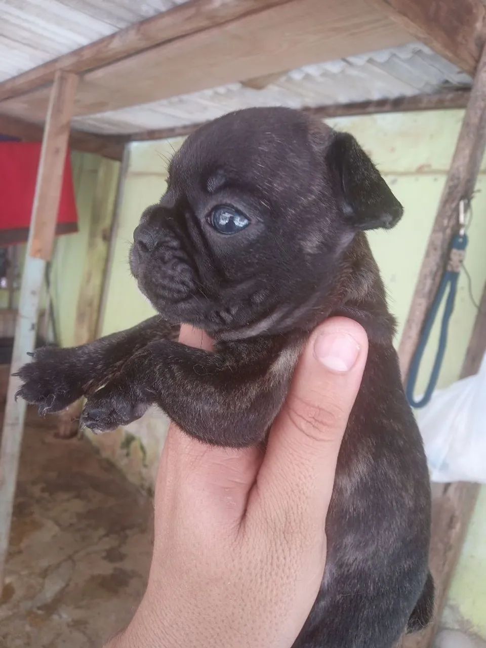 Mãe e filha venda Bulldog francês  - Foto 6