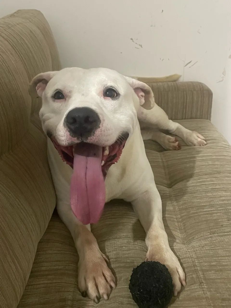 Doação Pitbull Urgente!