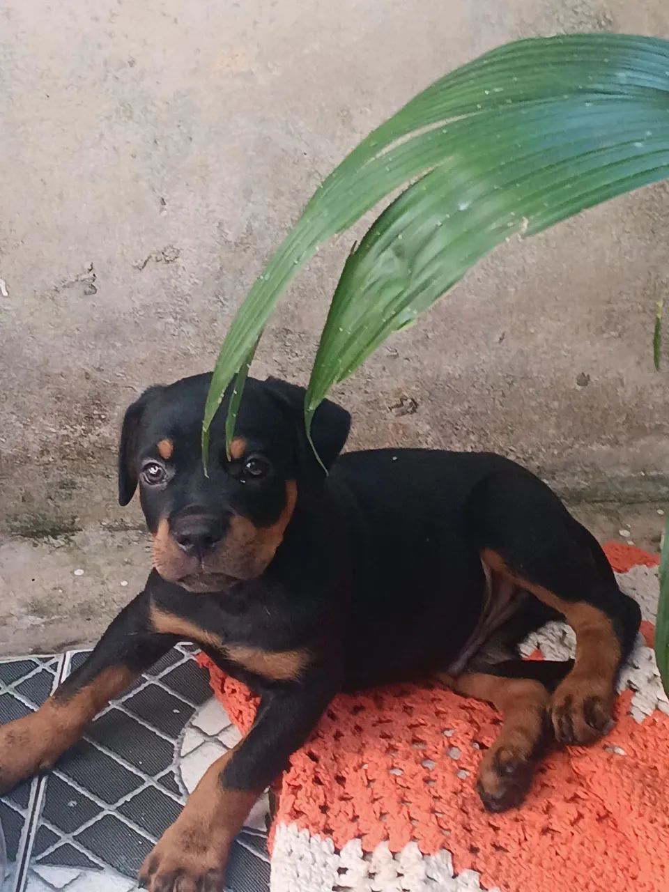 Filhotes de  Rottweiler - Macho - Foto 4